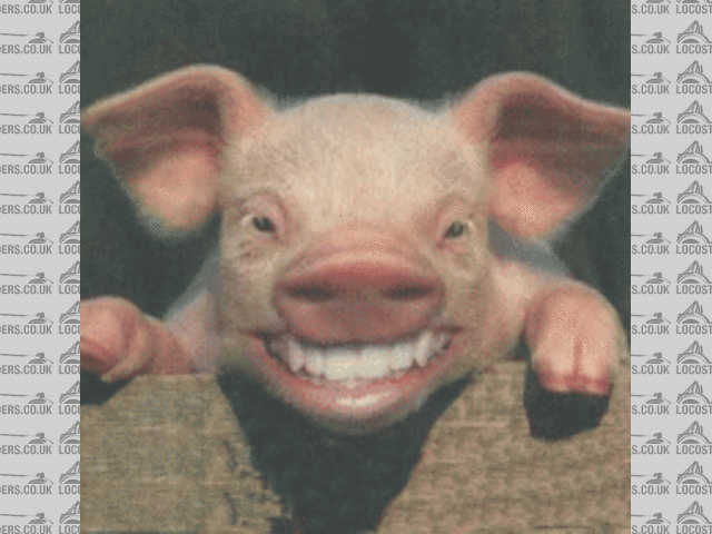laughing pig